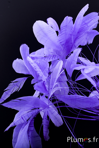 Coquetips - 13-18 cm - lilas